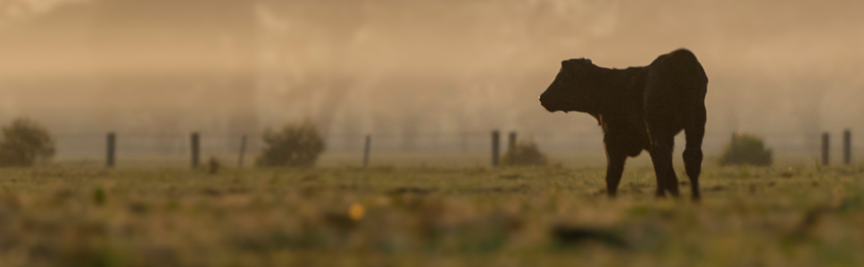 Découvrez l'univers</br>MICRONUTRITION DES BOVINS